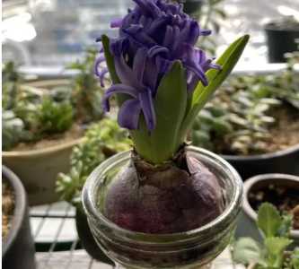 洋葱什么季节开花