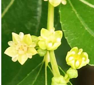 枣树什么季节 开花