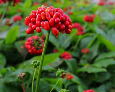 人参开花什么季节