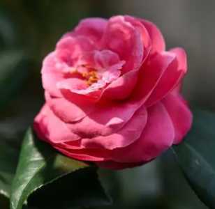 茶花开花季节施什么肥？