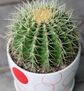 仙人球在什么季节长大开花？