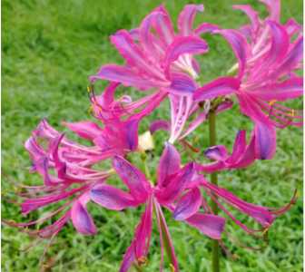 石蒜什么季节开花