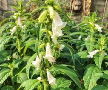 芝麻什么季节开花