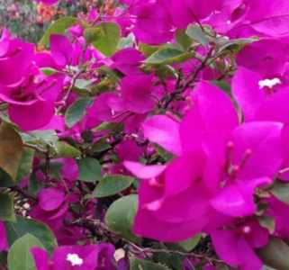 三角梅这种花什么季节开花？