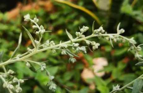 艾草什么季节开花