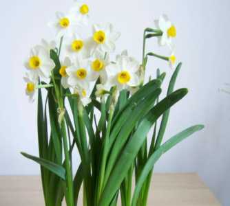 什么季节开花水仙
