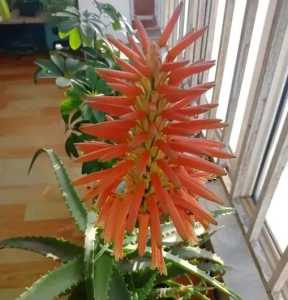 芦荟开花什么季节