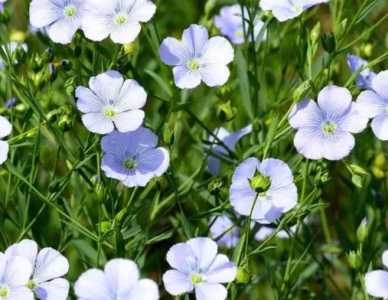 亚麻什么季节开花