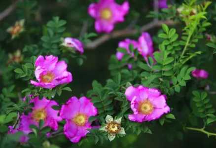 刺梨什么季节开花