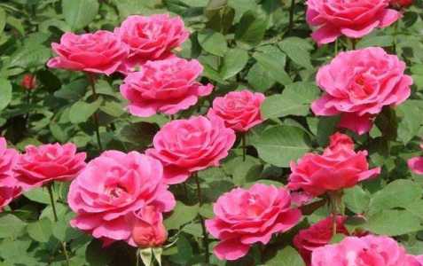 月季 什么季节开花