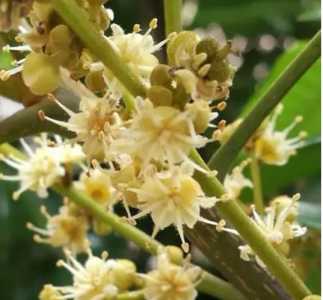龙眼什么季节开花