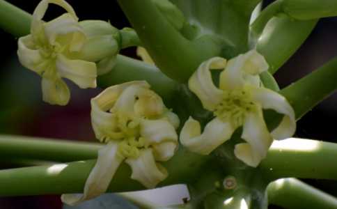 木瓜什么季节开花