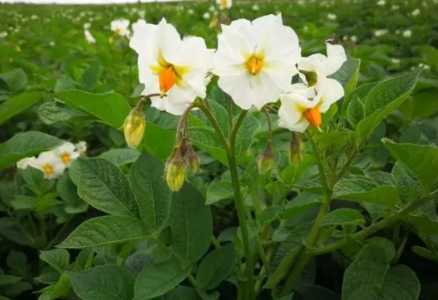 马铃薯什么季节开花