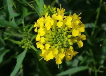 芥菜开花什么季节
