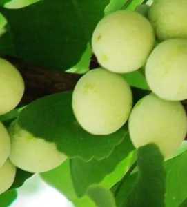 白果树在什么季节开花结果?