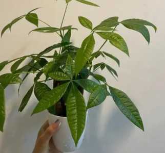 什么是发财树的开花季节?