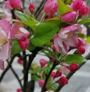 西府海棠什么时候开花季节?