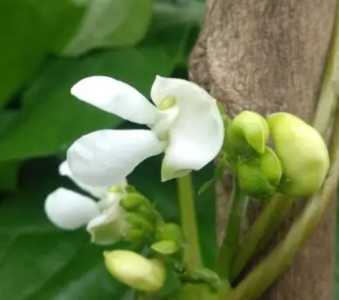 四季豆是什么季节开花的?
