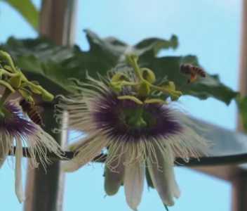 百香果为什么是开花的季节?