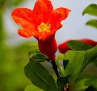 石榴花开花季节什么时间?