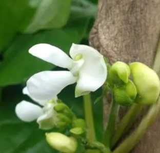 四季豆是什么季节开花的菜？