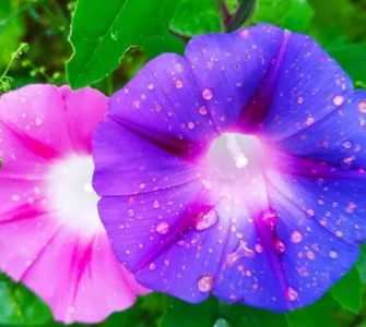 喇叭花是什么时候开花季节？