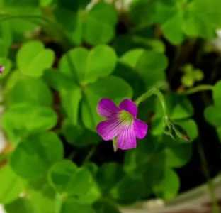 三叶草什么季节会开花结果？