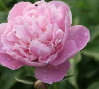 芍药什么季节季节开花？