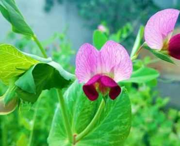 豌豆什么季节季节开花？