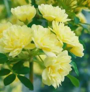 木香开花是什么季节开花？