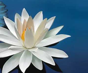 莲花开花什么季节开花?
