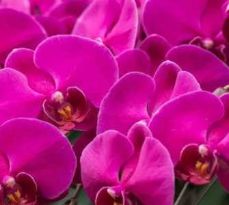 蝴蝶兰是什么季节开花呢？
