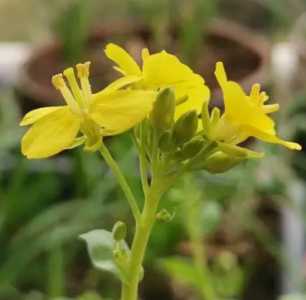 什么季节白菜开花？