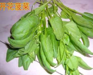 菠菜什么季节开花？