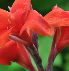 锦上添花什么季节开花？