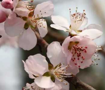 桃李什么季节开花？