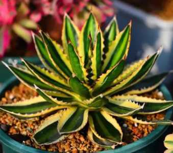 龙舌兰什么季节开花？