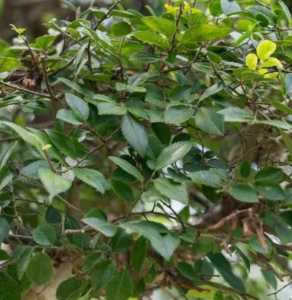 榔榆开花什么季节？