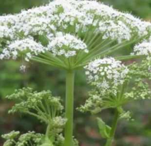 白芷什么季节开花？