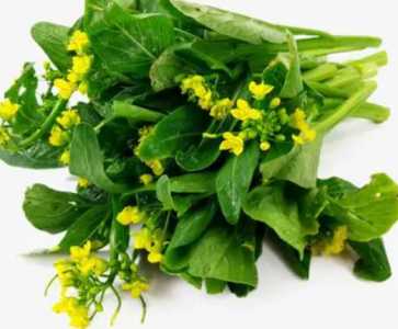 菜心什么季节开花?
