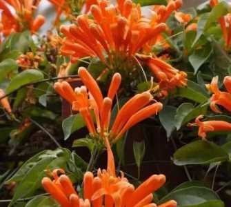炮仗草什么季节开花?