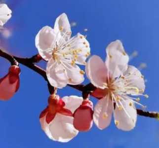 山杏什么季节开花?