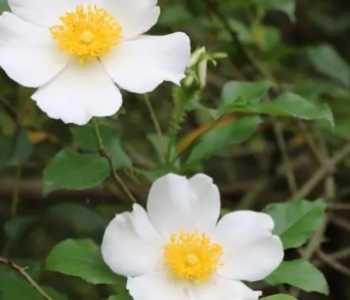金樱子什么季节开花？