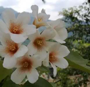 桐庐什么季节开花？