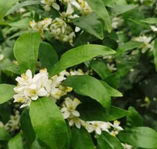 桔子什么季节开花?