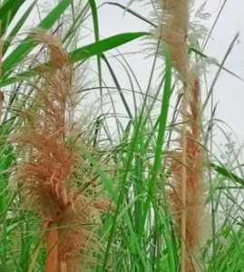 芦苇什么季节开花?