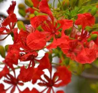 凤凰花什么季节开花?