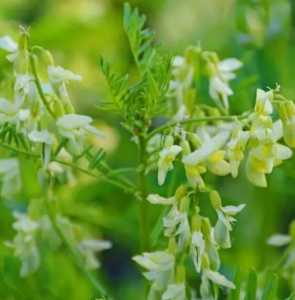 黄芪什么季节开花?