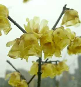 黄梅什么季节开花?