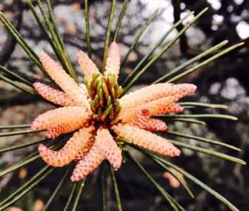 松树什么季节 开花?